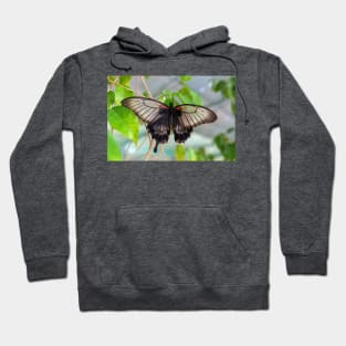 Common Mormon Butterfly - Papilio Polytes Hoodie